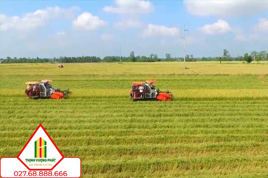 Đất nông nghiệp dính quy hoạch có thể bị hạn chế các quyền sử sụng đất. Ảnh: P.H