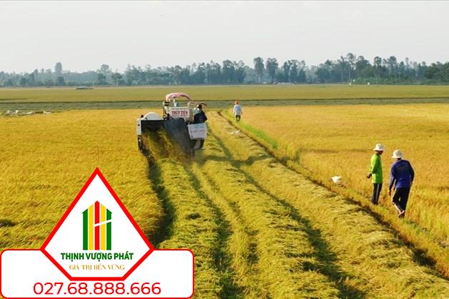 Hồ sơ và thủ tục chuyển đất trồng lúa sang đất thổ cư 2024. Ảnh: P.H
